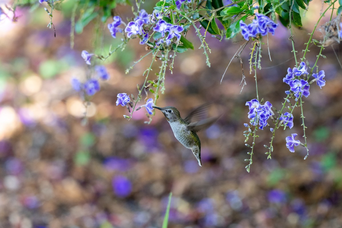 Anna's Hummingbird - ML644785937