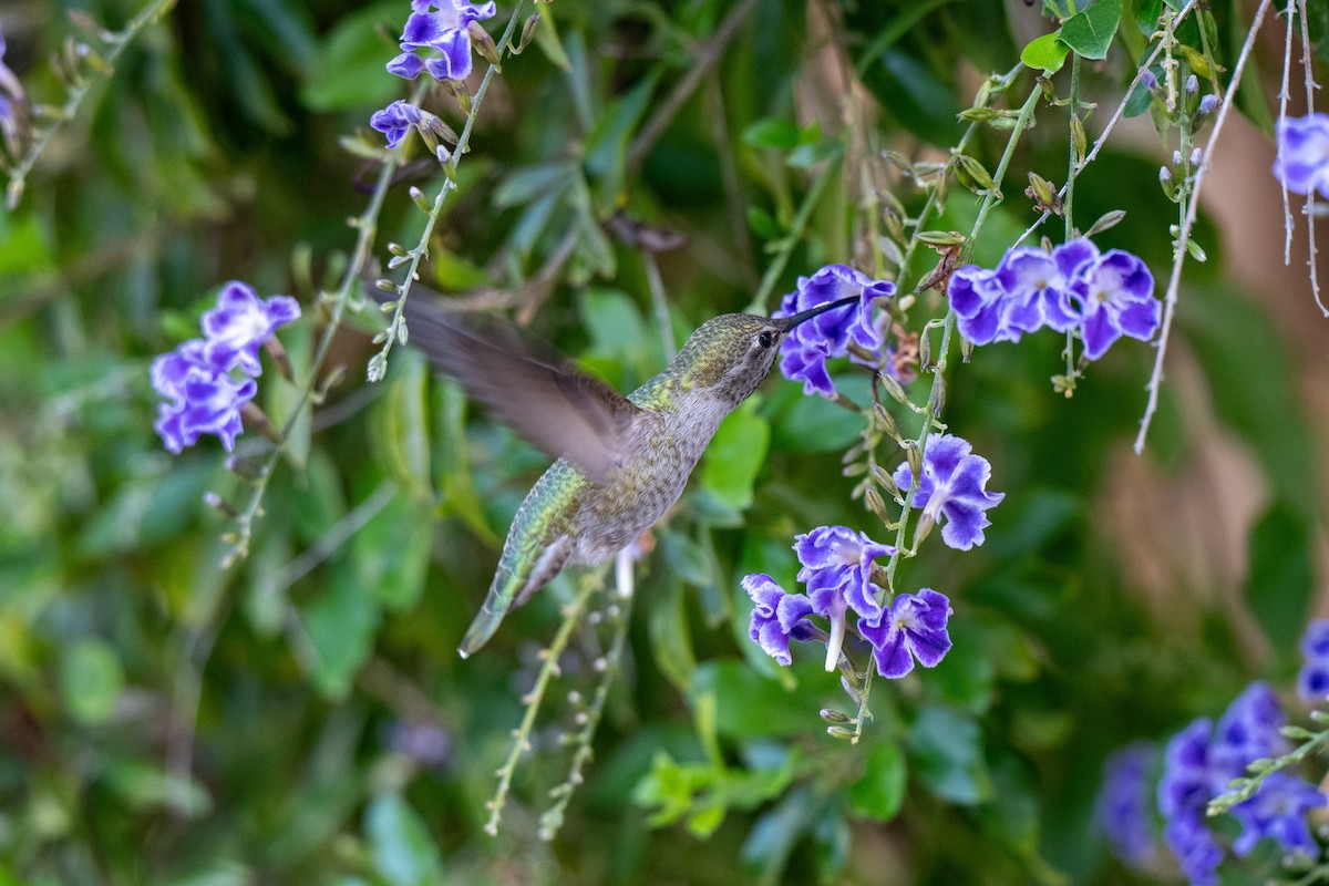 Anna's Hummingbird - ML644785938