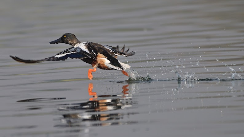 skjeand - ML644785939