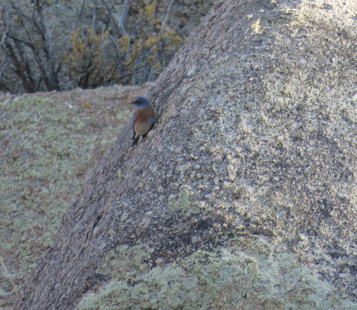 vestblåfugl - ML644785940