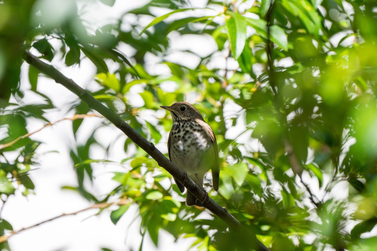Hermit Thrush - ML644785943