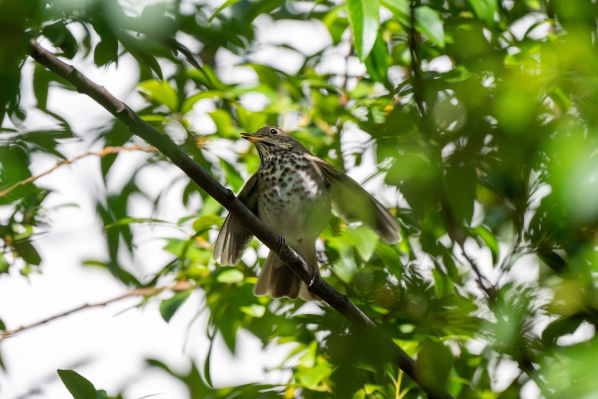 Hermit Thrush - ML644785944