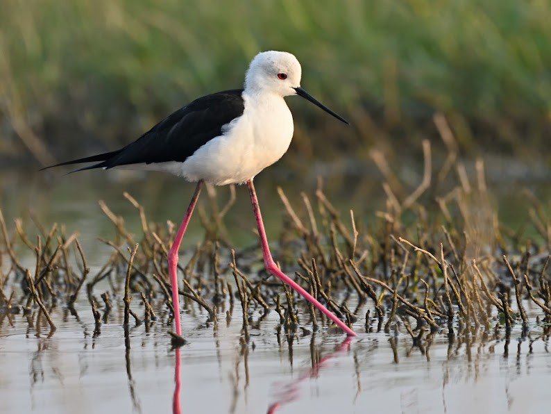 Black-winged Stilt - ML644785945