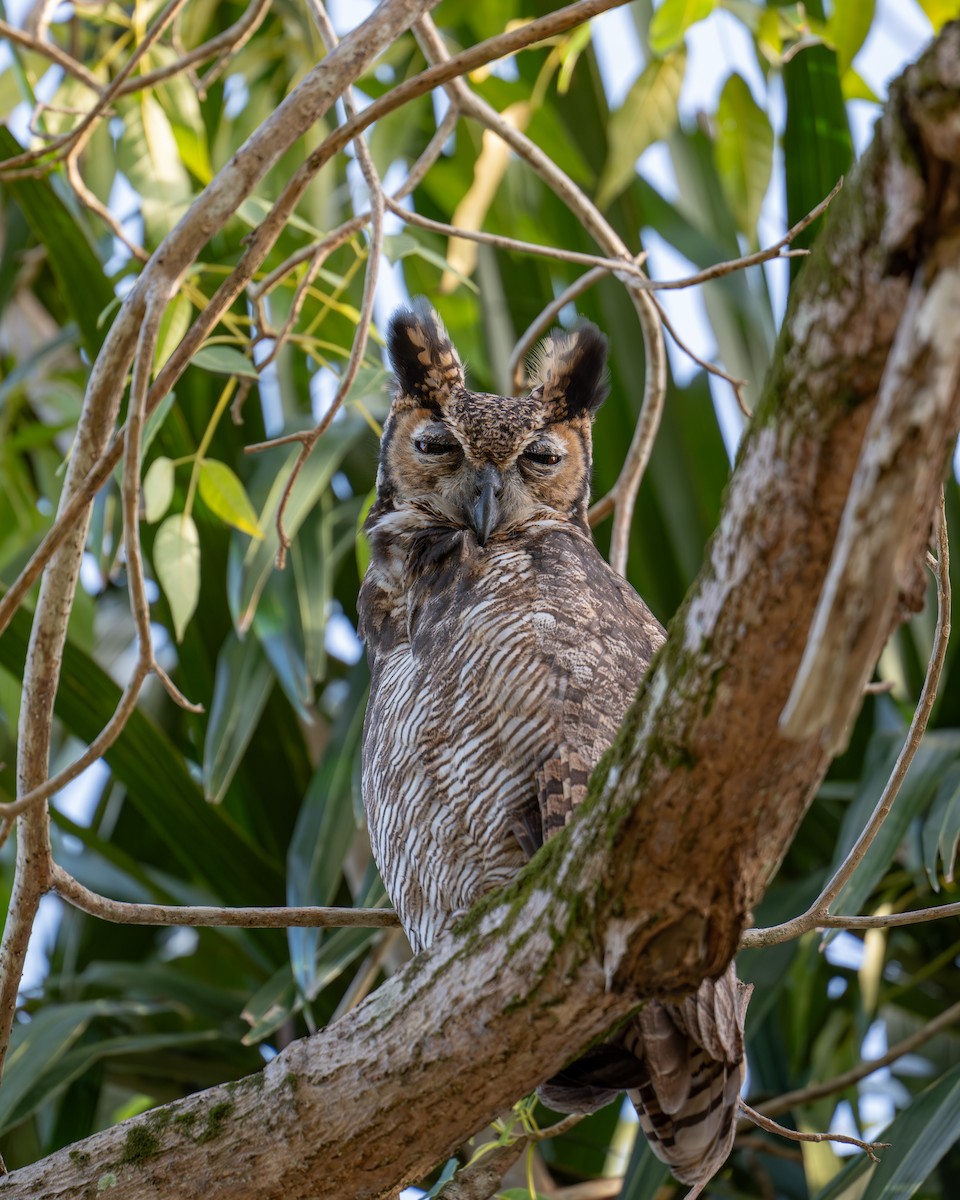 Great Horned Owl - ML644785951