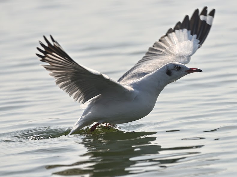 Gaviota Centroasiática - ML644785964