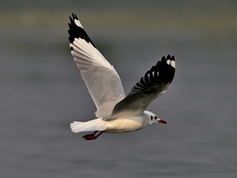 Gaviota Centroasiática - ML644785965