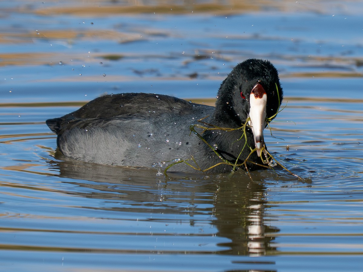 Focha Americana - ML644785968