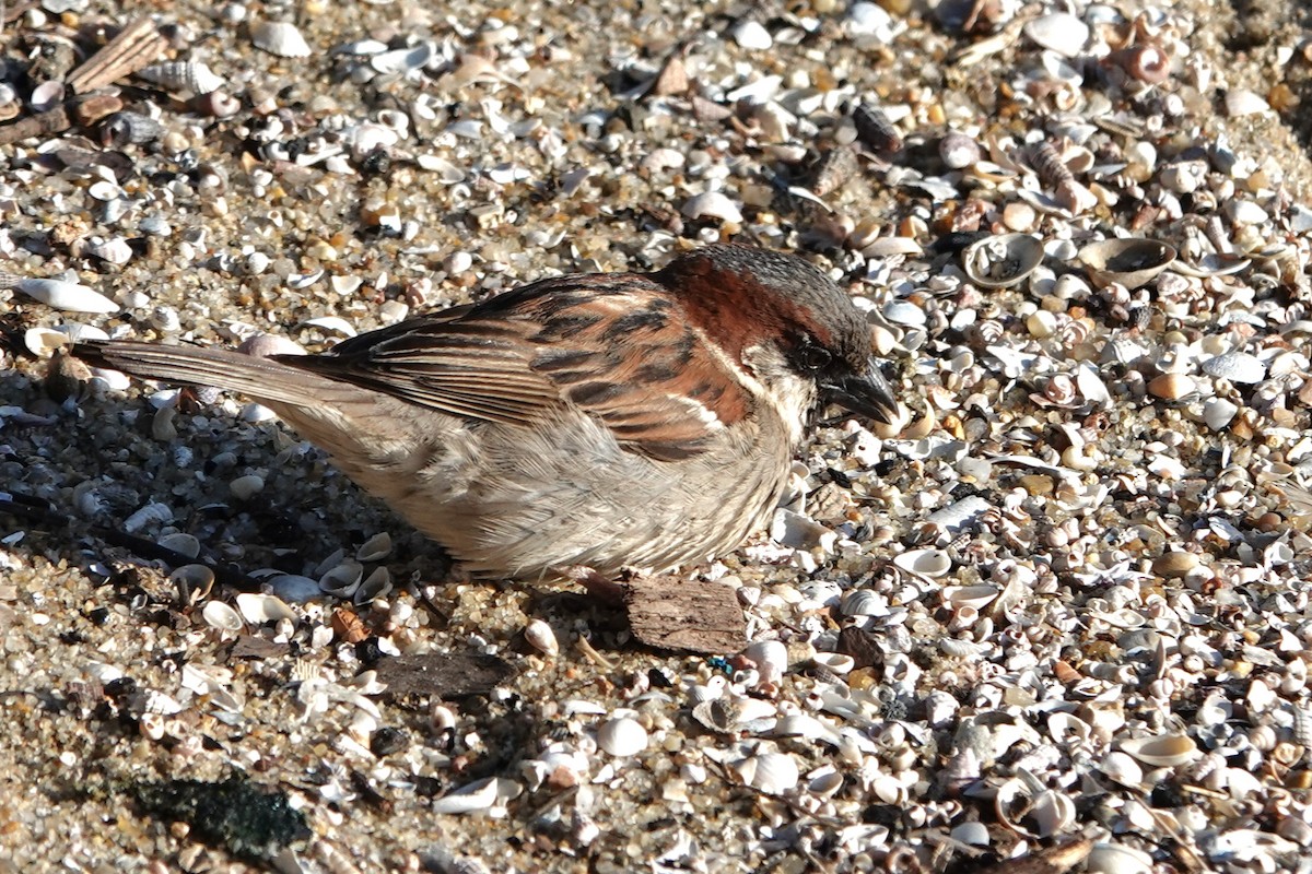 家麻雀 - ML644785972