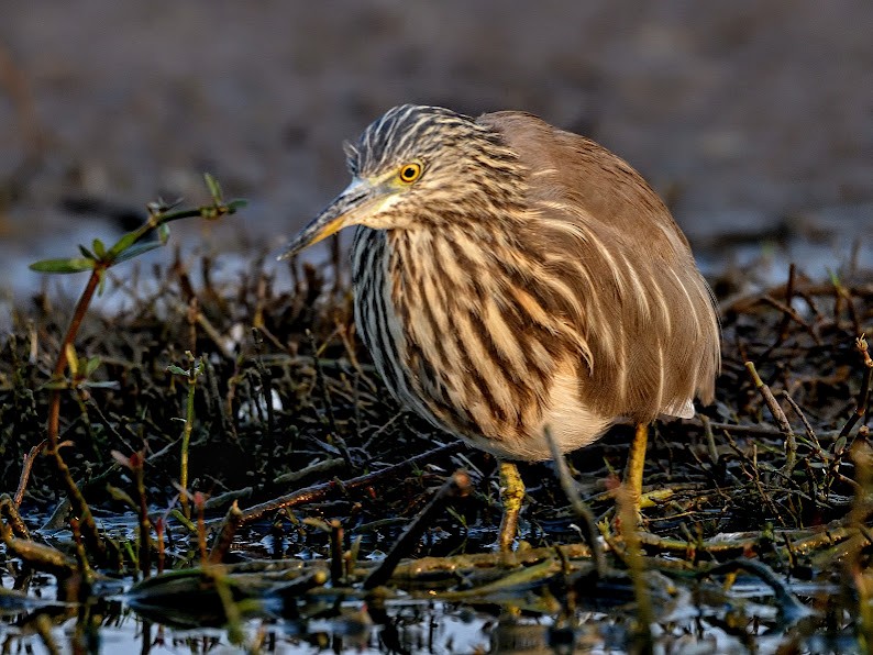 Индийская прудовая цапля - ML644785975