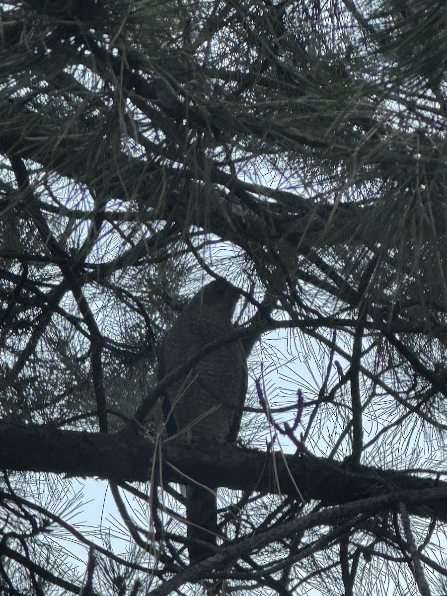Cooper's Hawk - ML644785981