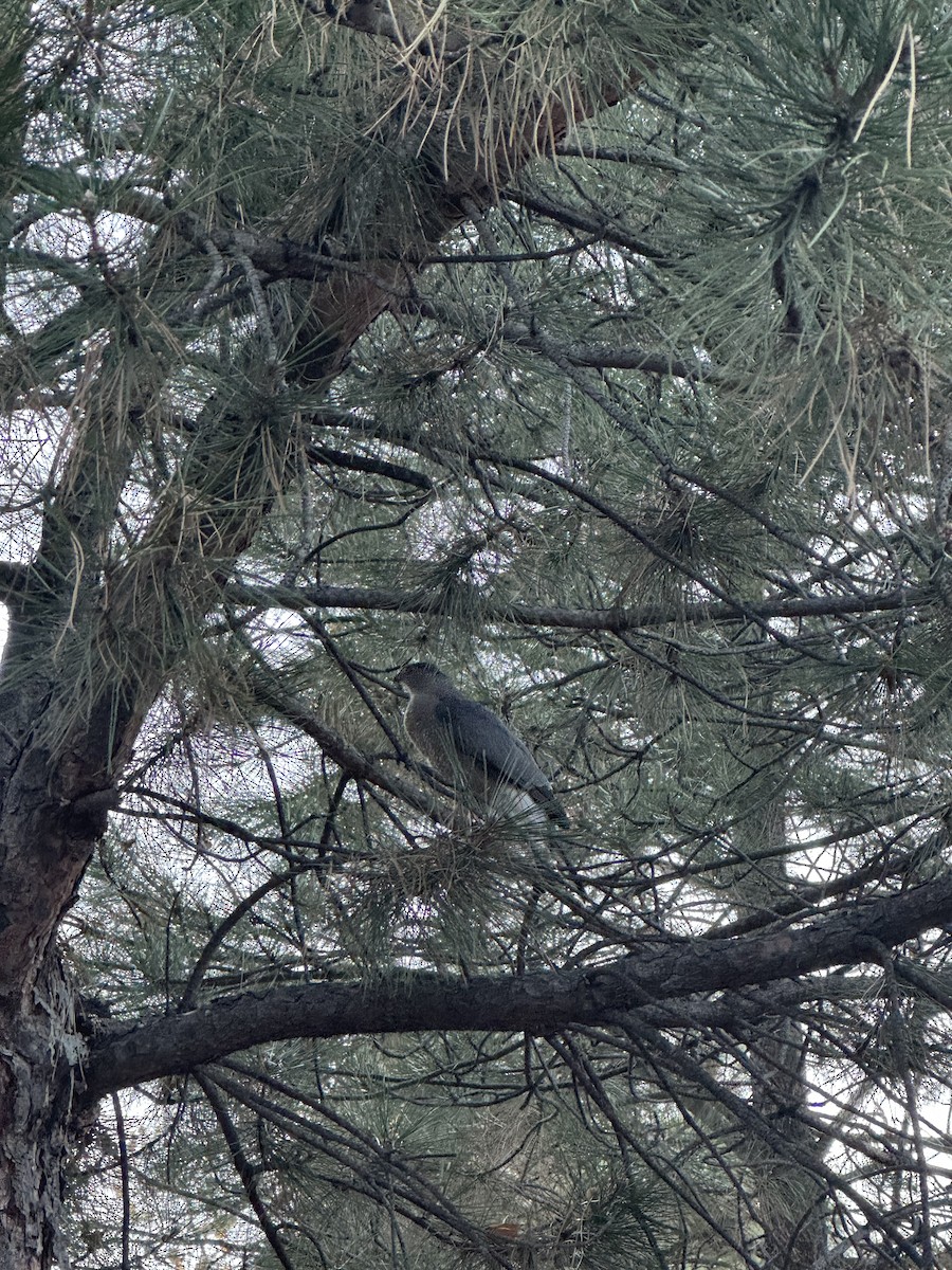 Cooper's Hawk - ML644785982