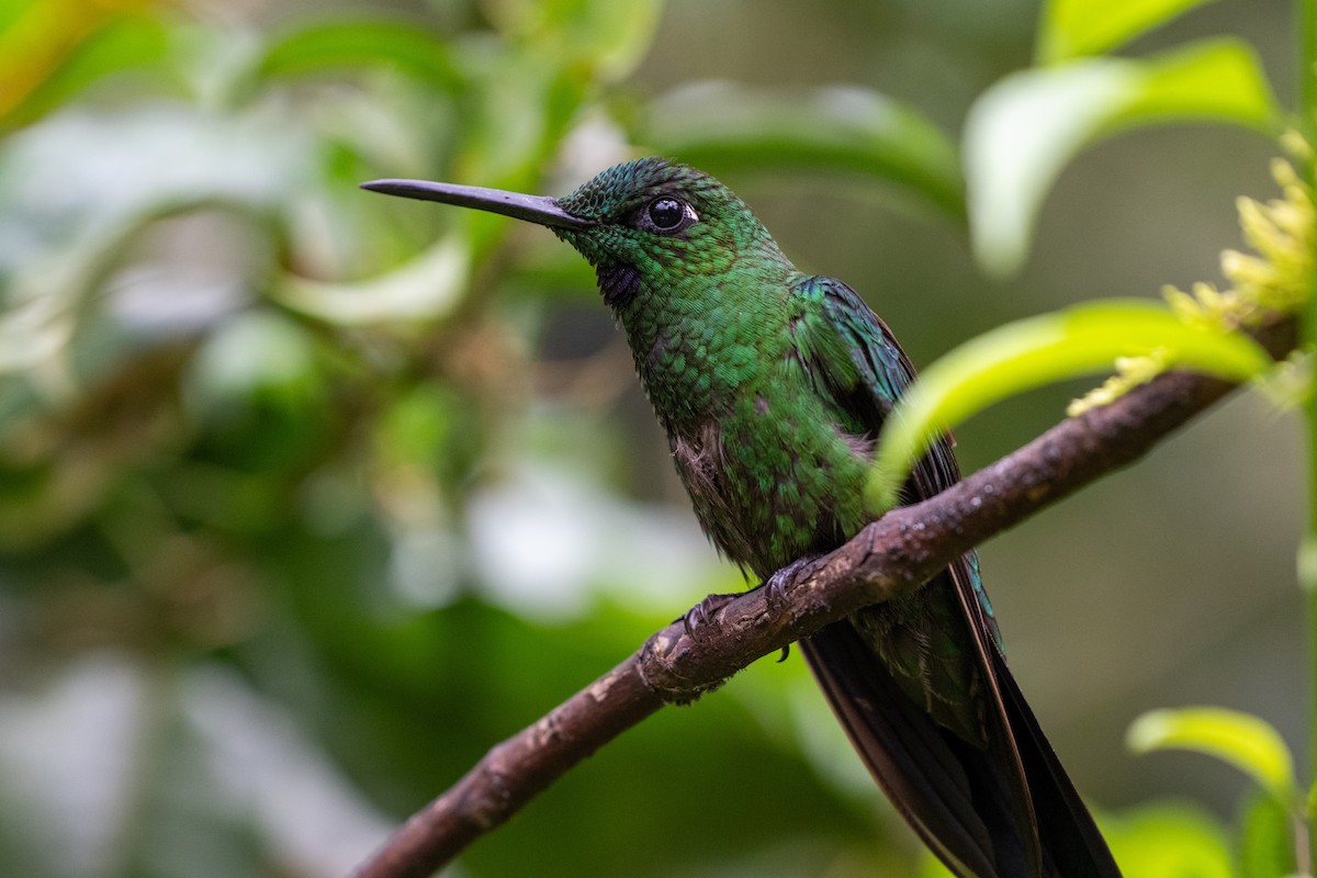 Green-crowned Brilliant - ML644785990