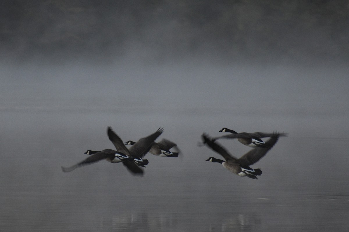 Canada Goose - ML644785998