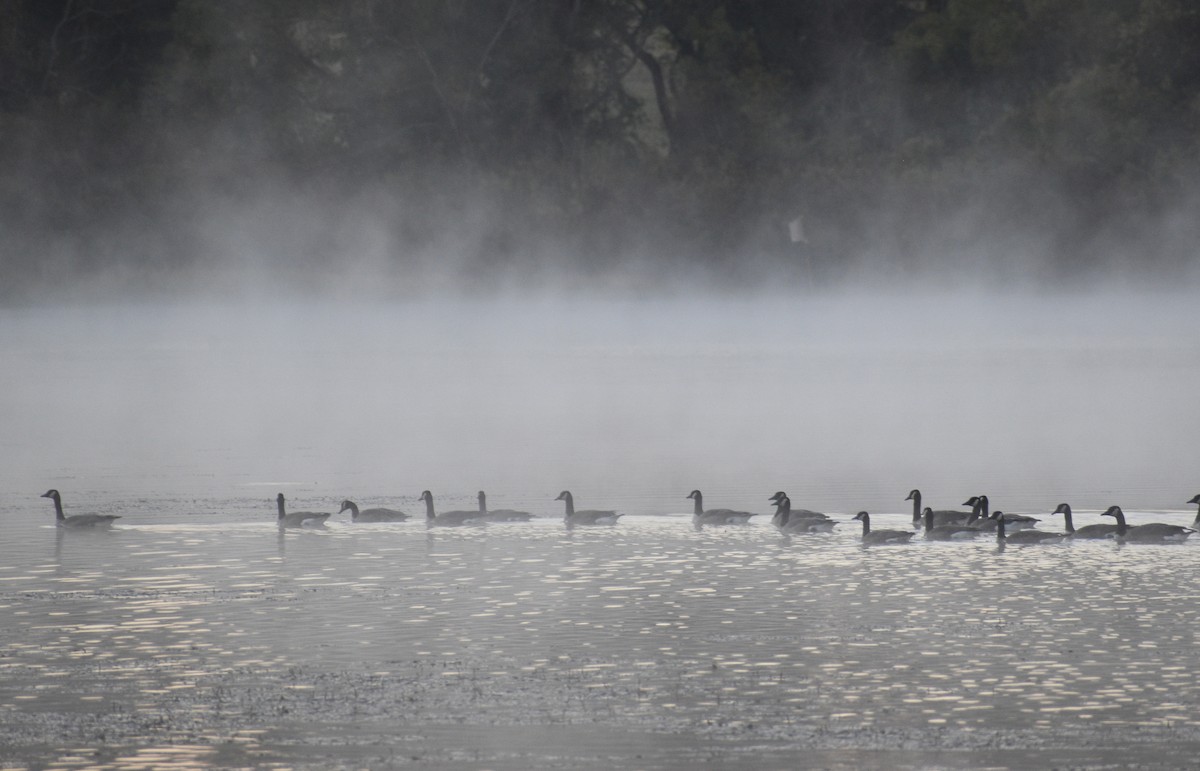 Canada Goose - ML644785999