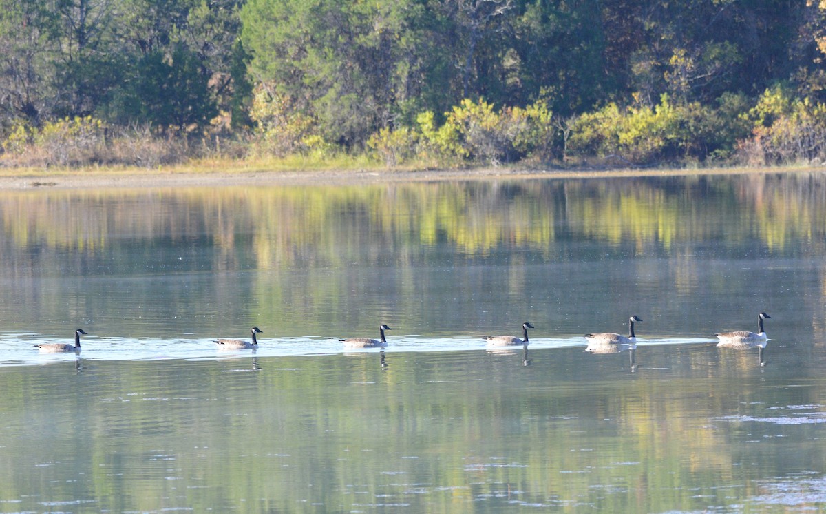 Canada Goose - ML644786000