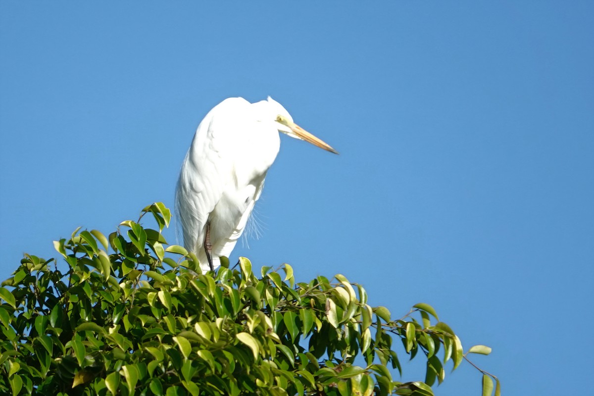 Plumed Egret - ML644786011
