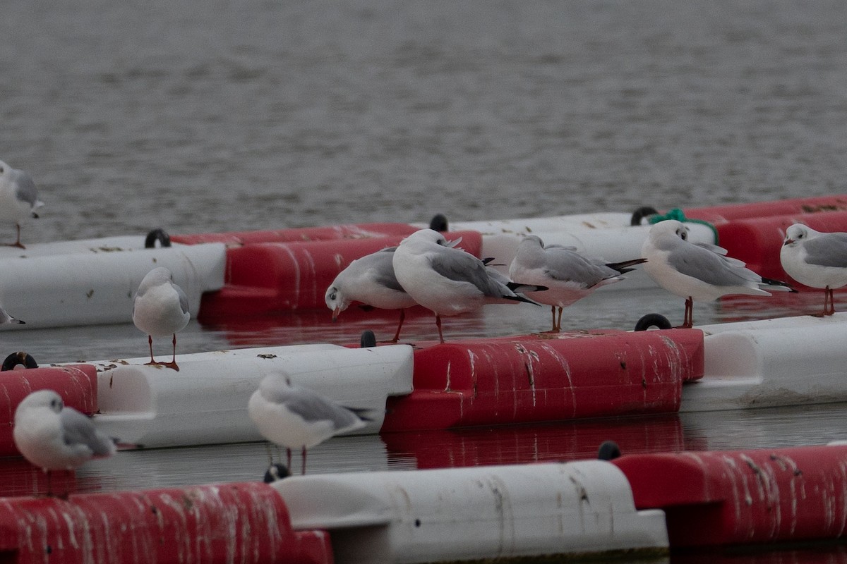 Gaviota Centroasiática - ML644786014