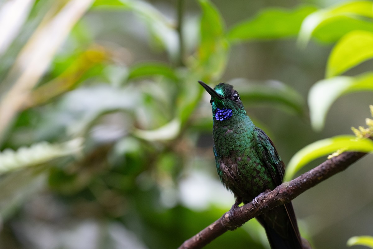 Green-crowned Brilliant - ML644786020