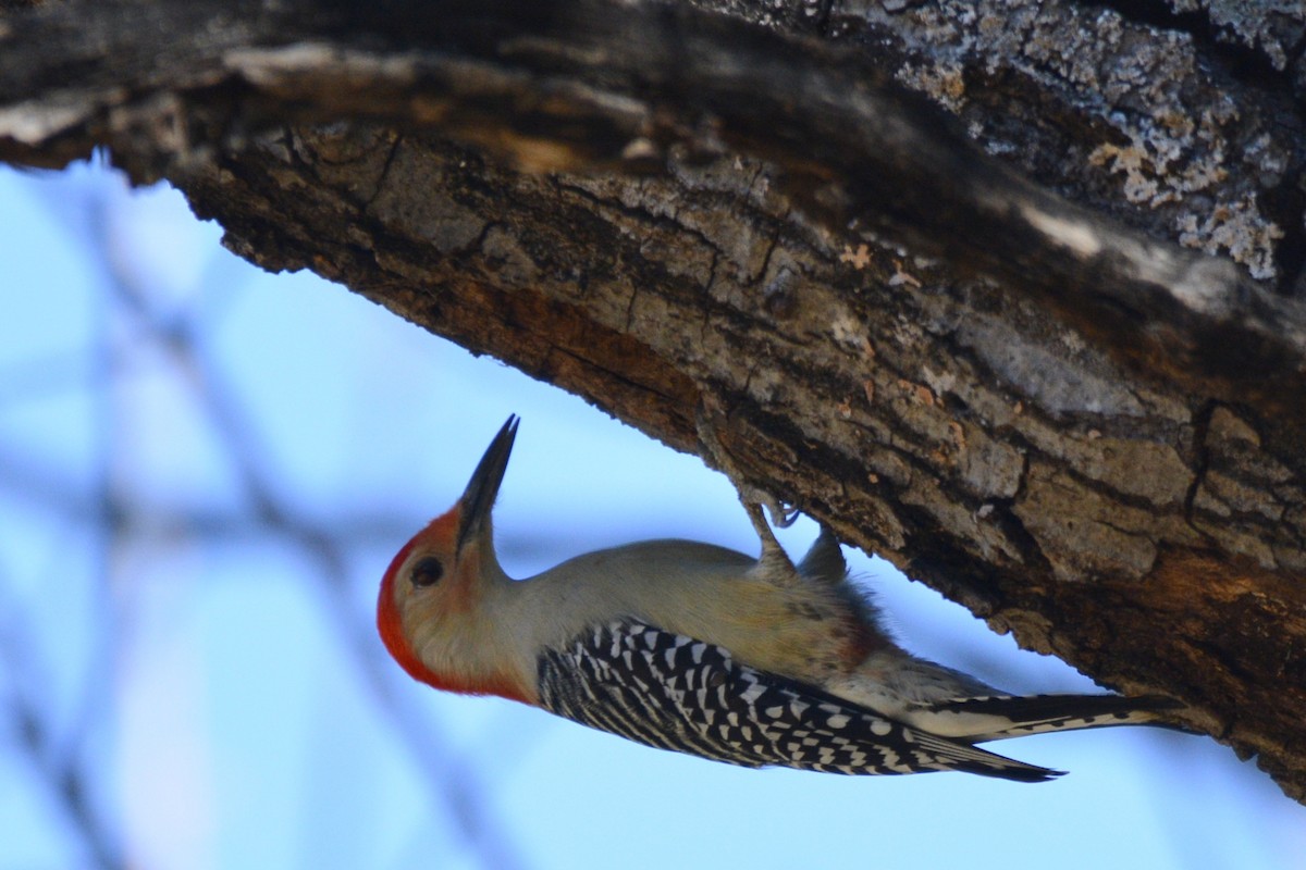 Carpintero de Carolina - ML644786041