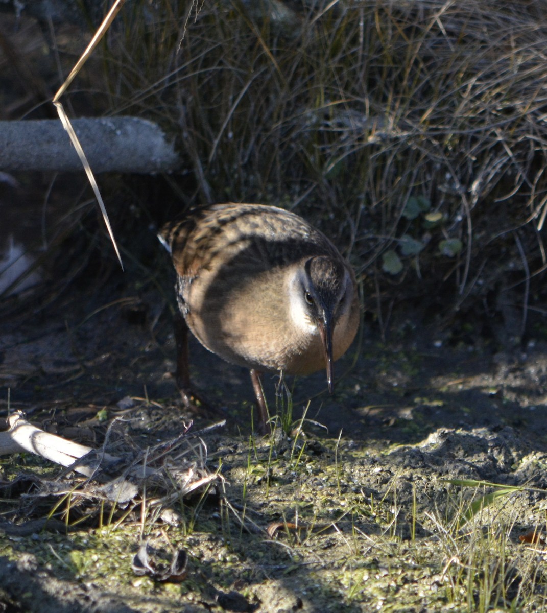 Virginia Rail - ML644786045