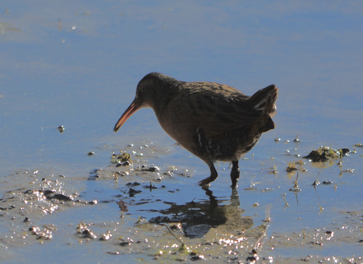 Virginia Rail - ML644786046