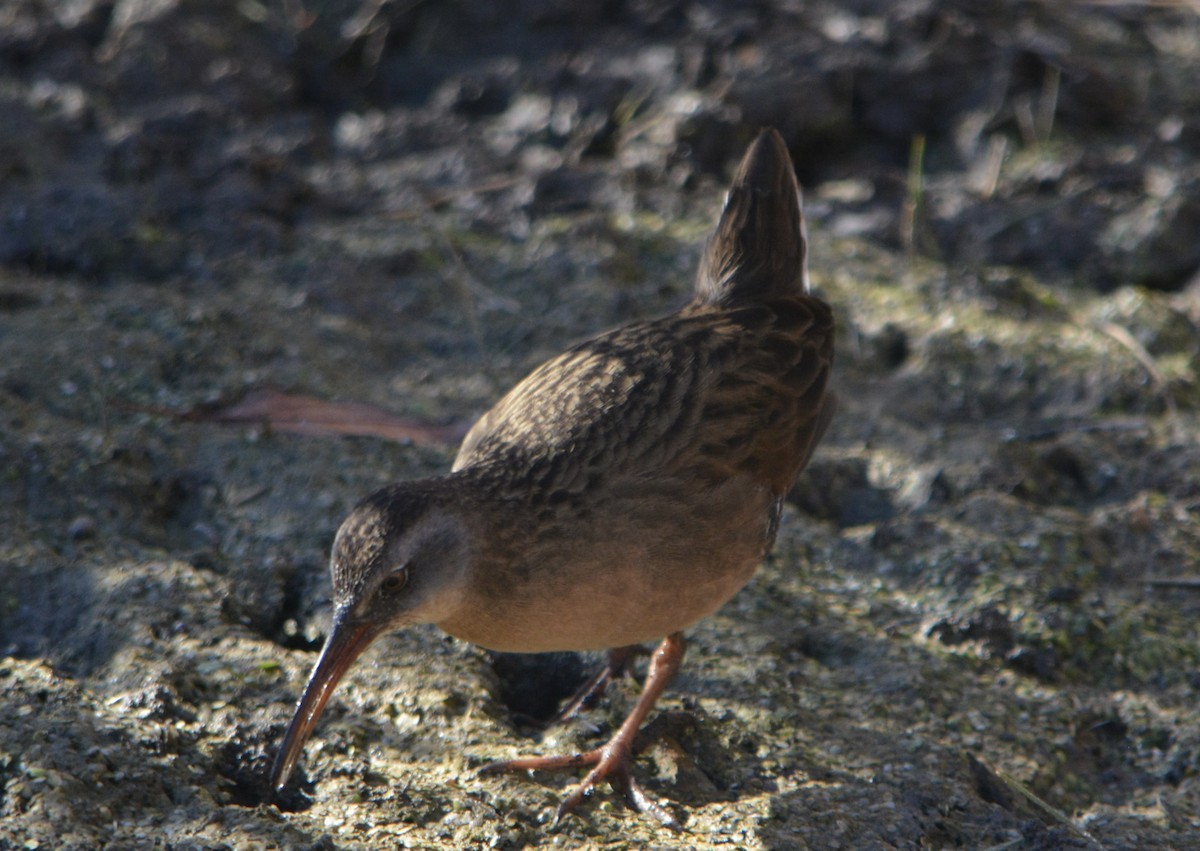 Virginia Rail - ML644786047