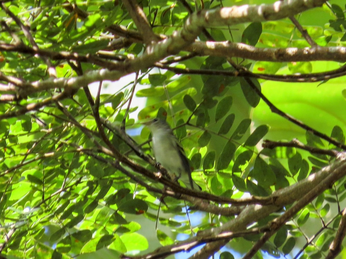 Пісняр-лісовик рудобокий - ML644786048