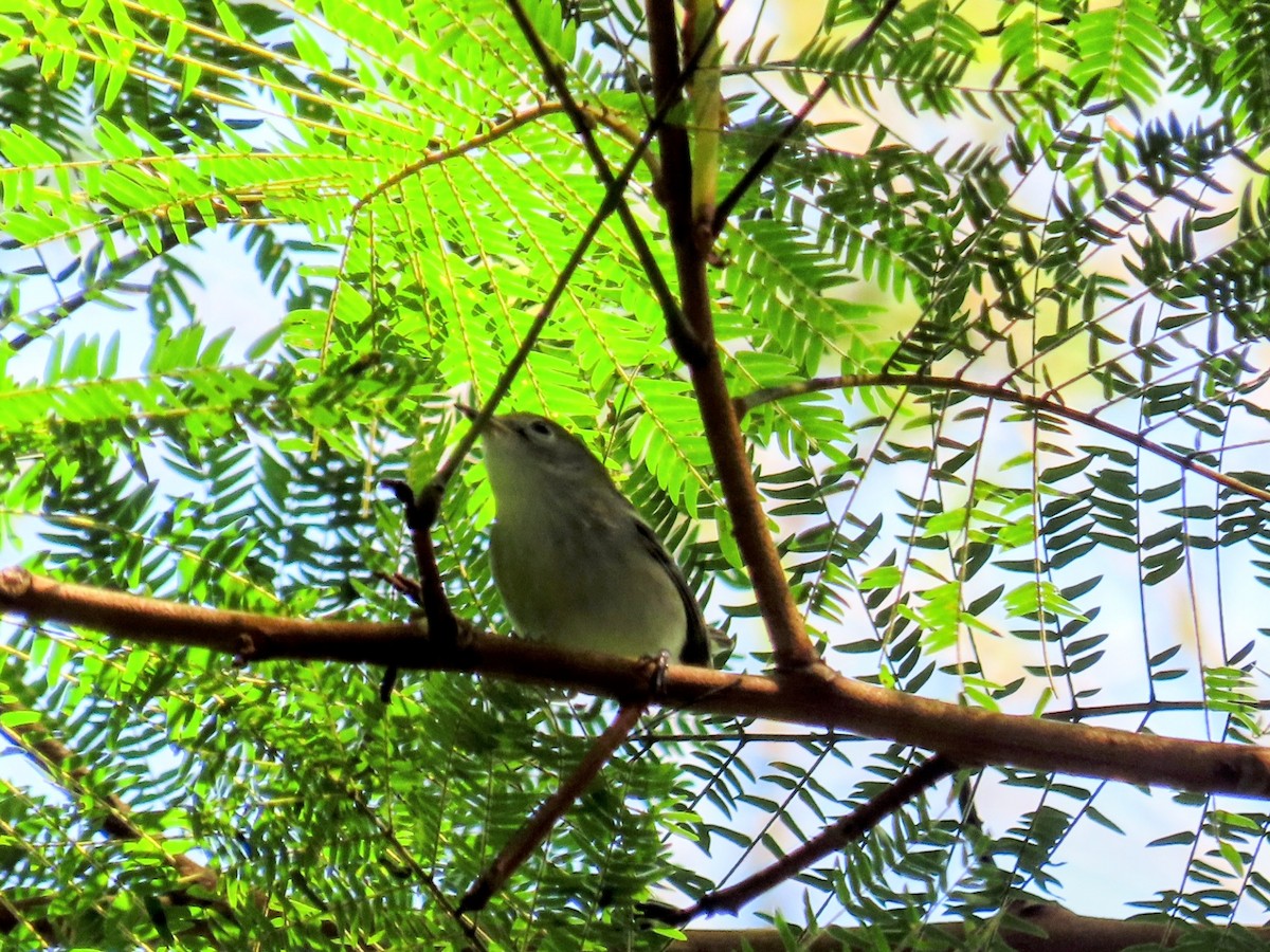 Пісняр-лісовик рудобокий - ML644786049