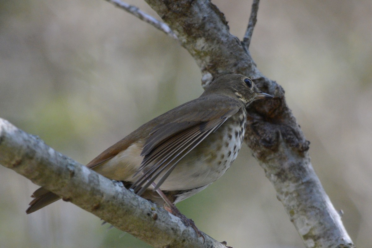 Hermit Thrush - ML644786054