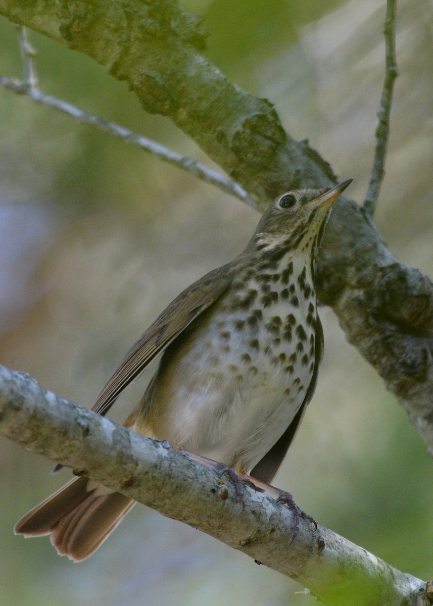 Hermit Thrush - ML644786055