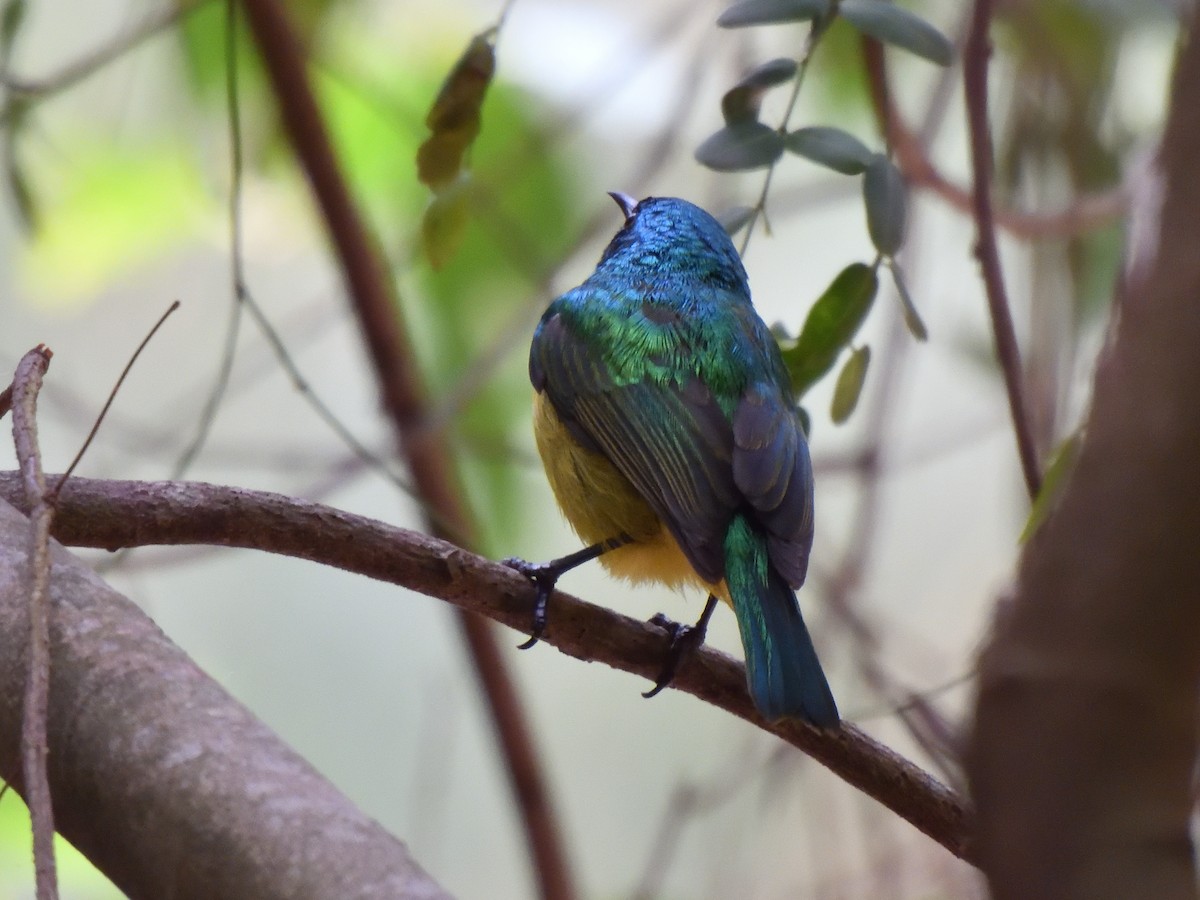 Collared Sunbird - ML644786070