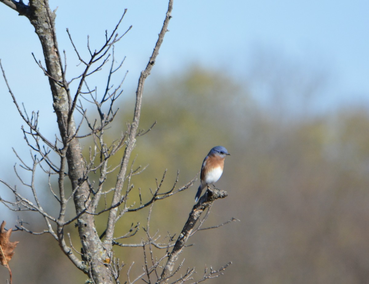 Eastern Bluebird - ML644786079