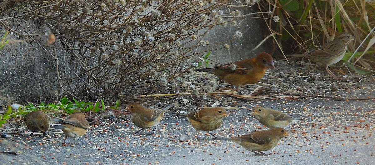 Indigo Bunting - ML644786089