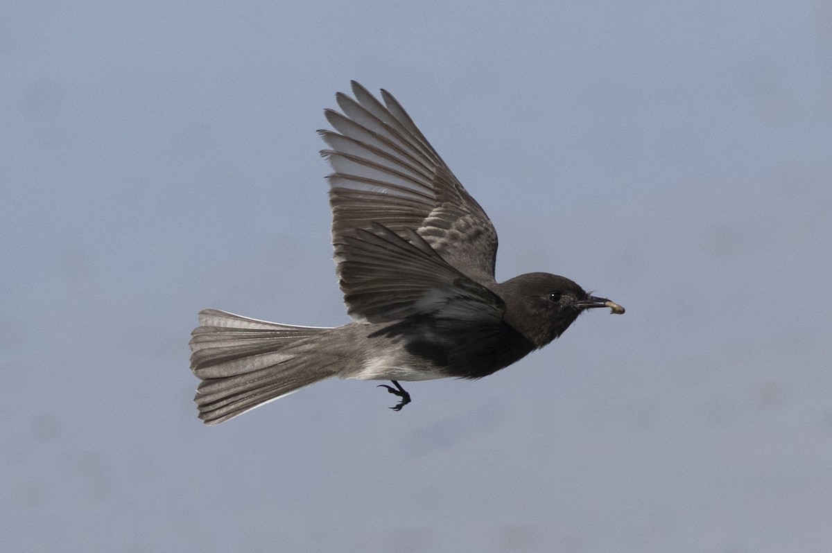 Black Phoebe - ML644786100