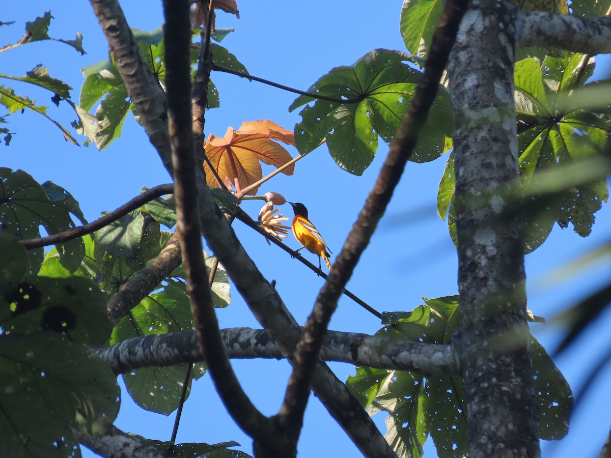 ボルチモアムクドリモドキ - ML644786102