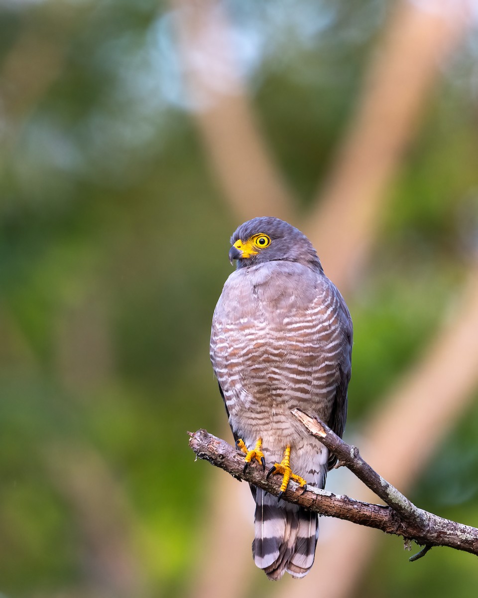 káně krahujová - ML644786120