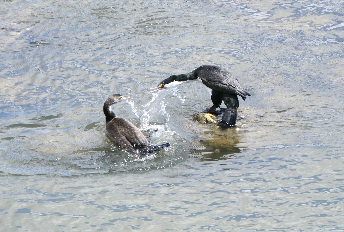 Pied Cormorant - ML644786131