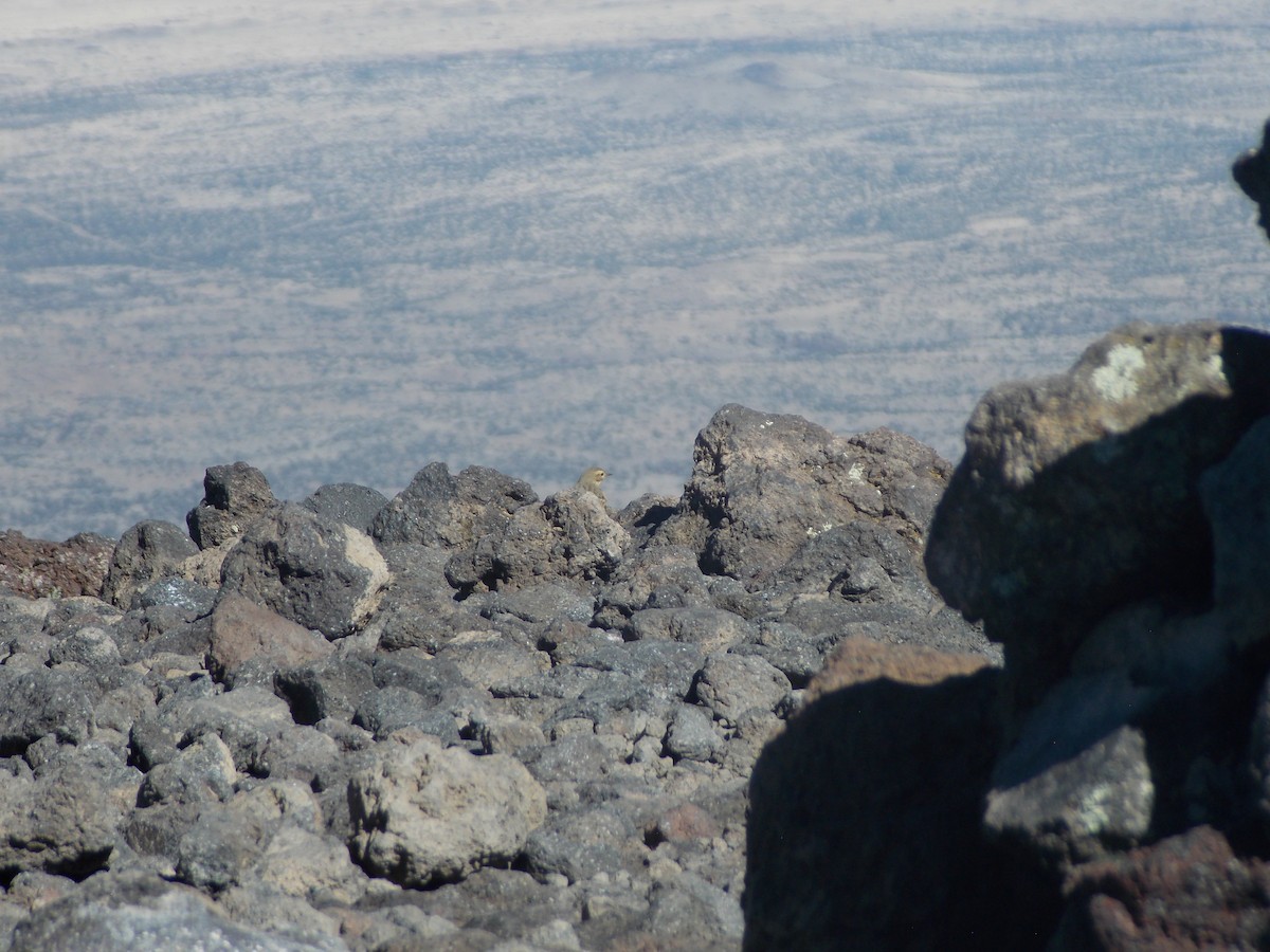 American Pipit - ML644786132