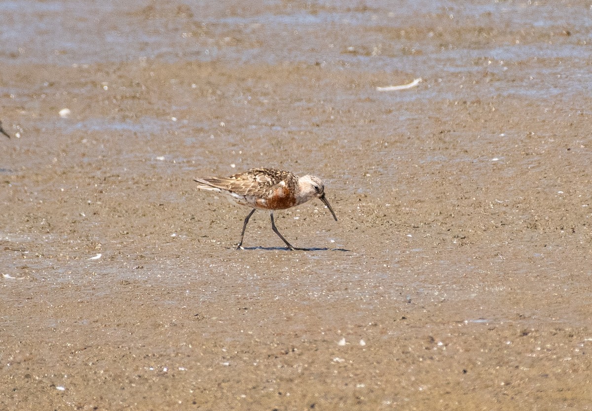 tundrasnipe - ML644786138