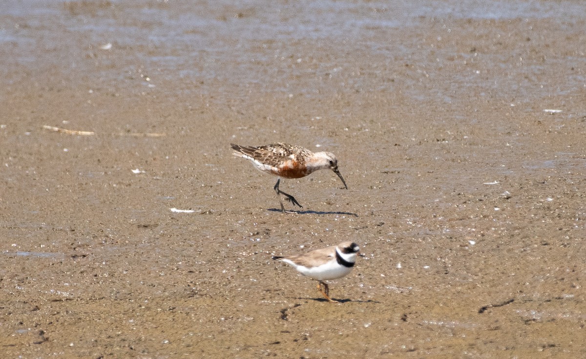 tundrasnipe - ML644786139