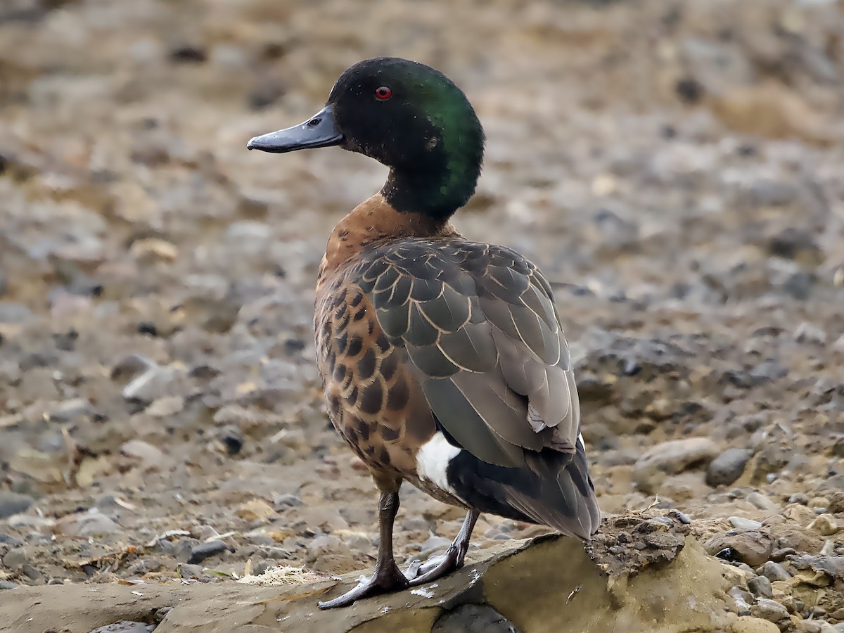 Kızıl Çamurcun - ML644786144