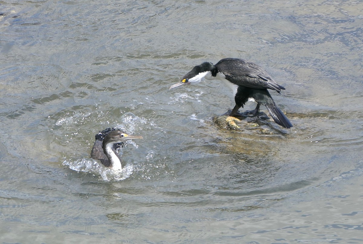 Pied Cormorant - ML644786145