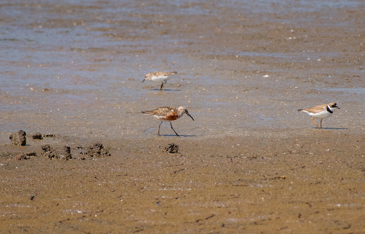 tundrasnipe - ML644786153