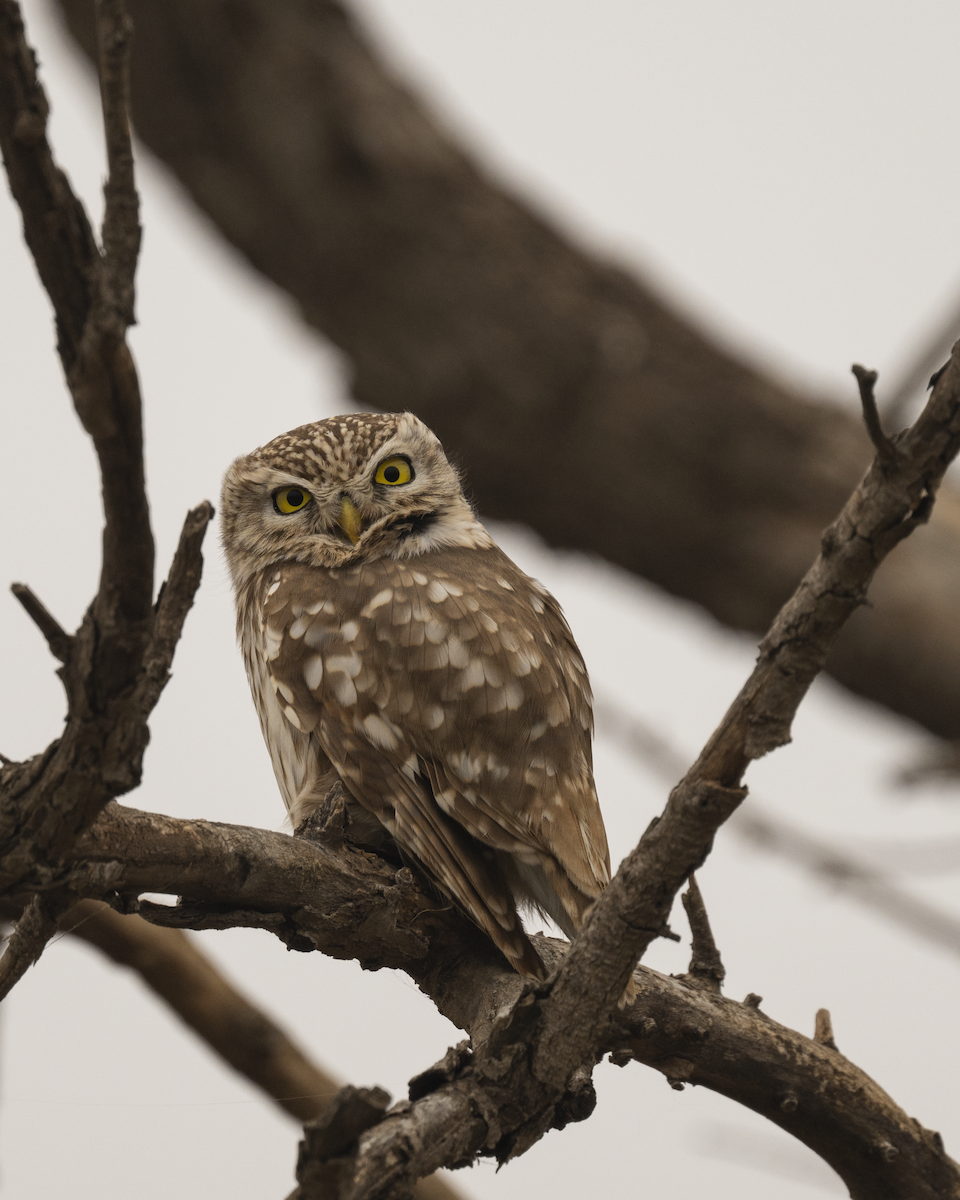 Хотны бүгээхэй - ML644786156