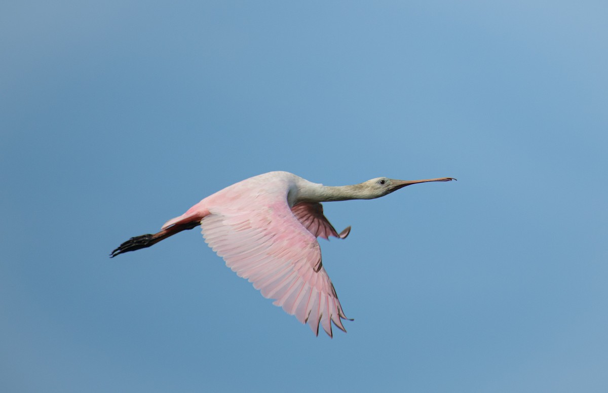 Roseate Spoonbill - ML644786159
