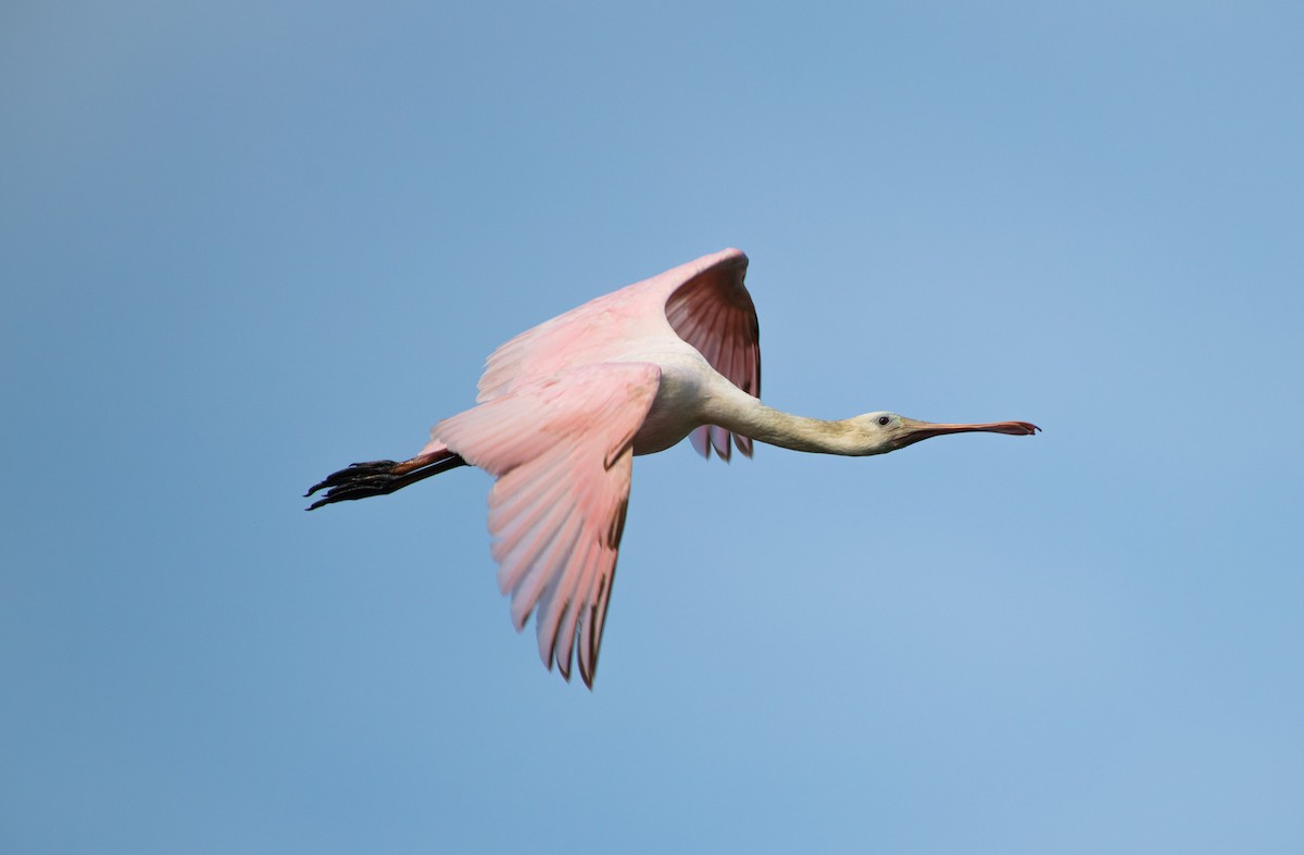 Roseate Spoonbill - ML644786160