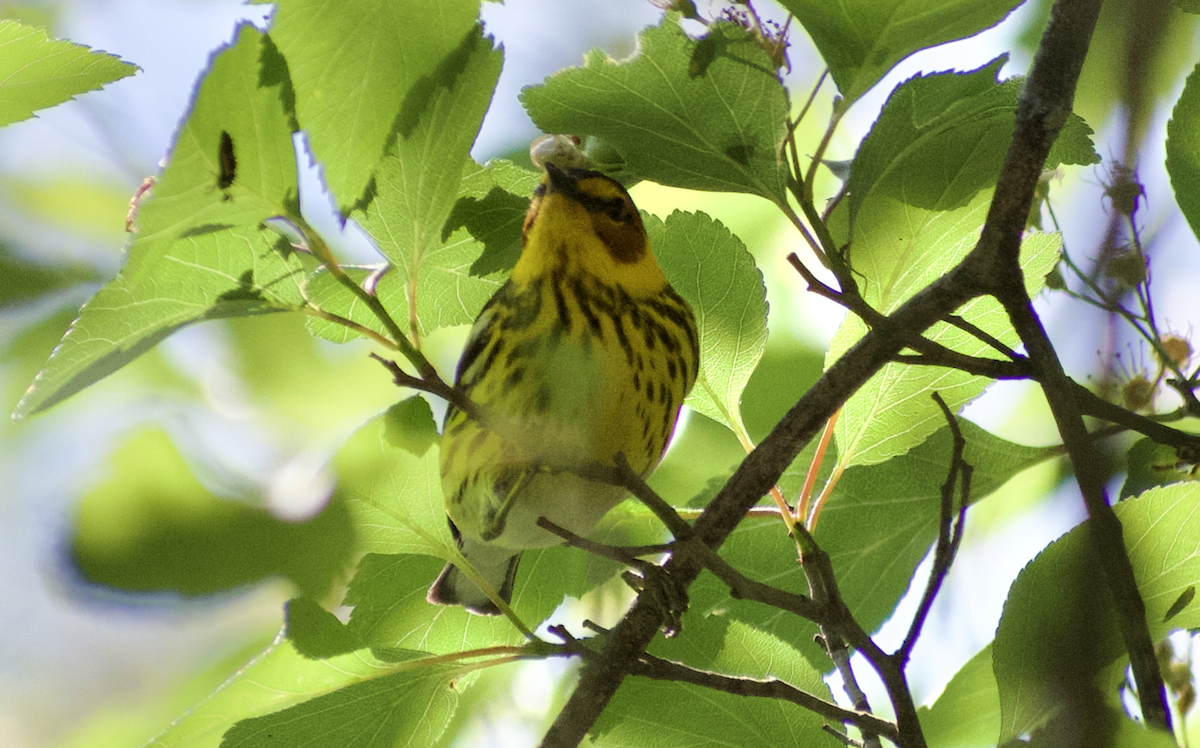Cape May Warbler - ML644786161