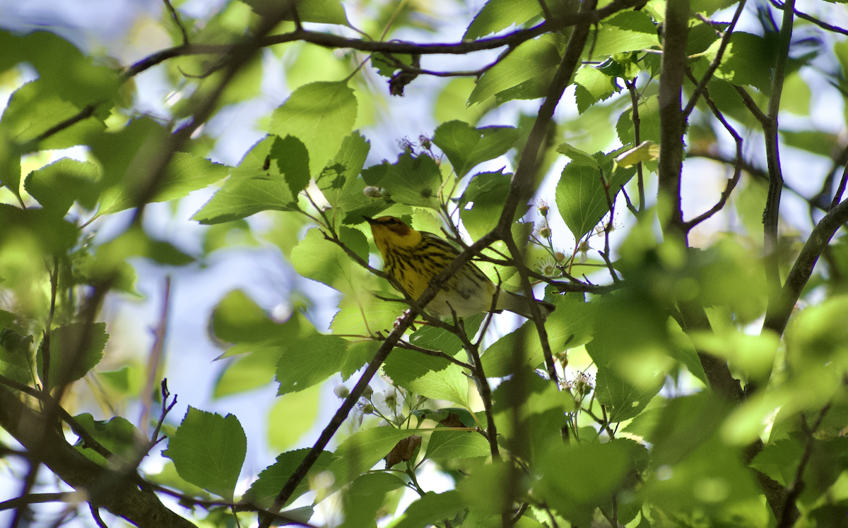 Cape May Warbler - ML644786162