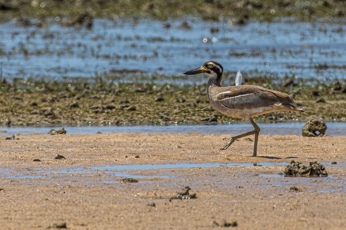 dytík velkozobý - ML644786163