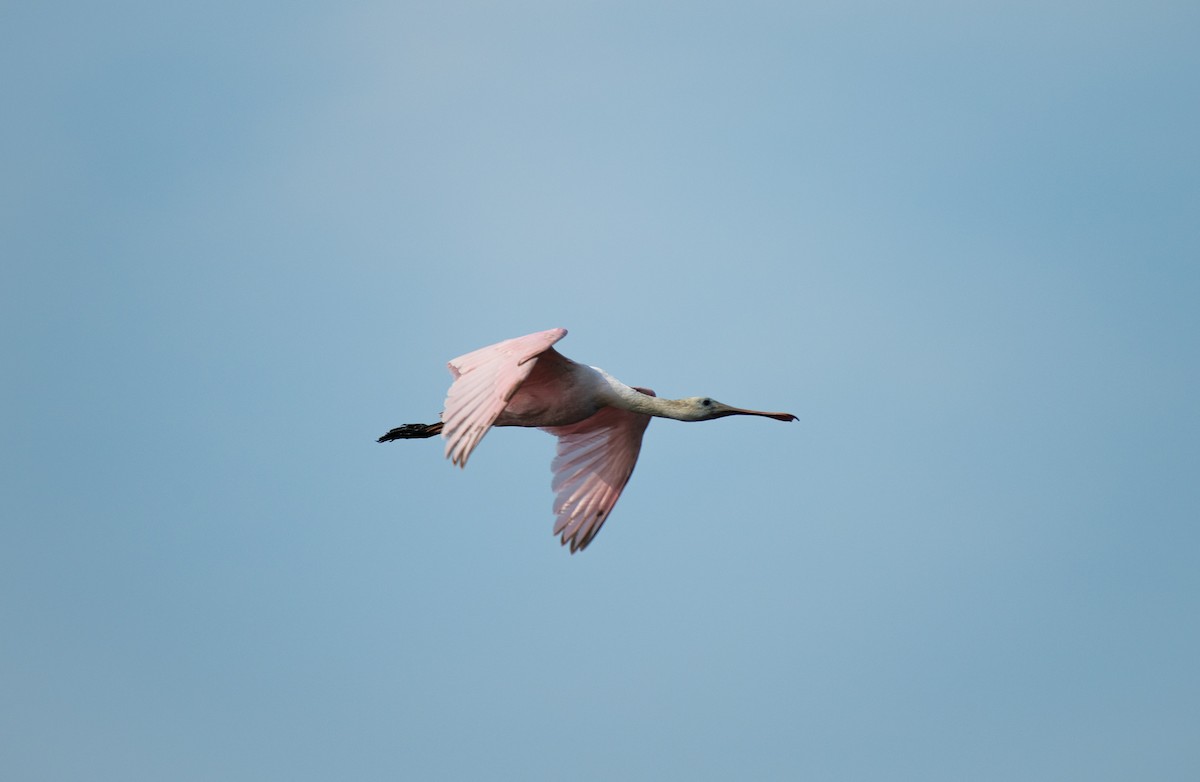 Roseate Spoonbill - ML644786166